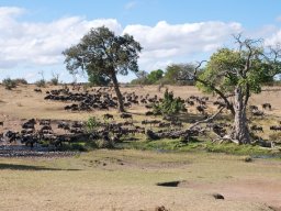 Bologonja_Seronera2009-57